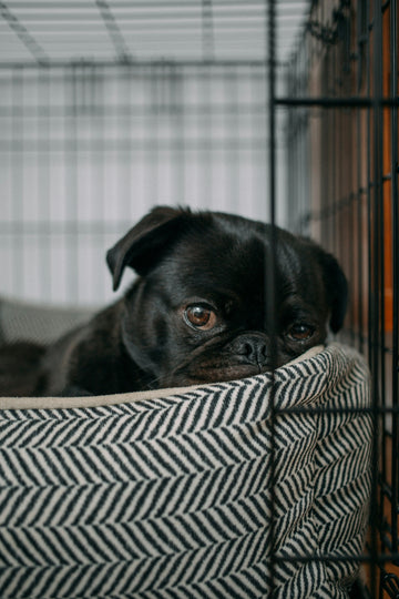 Signs-Your-Pet-is-Bored-What-to-Look-Out-For Every Tail