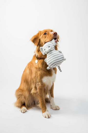 Let-s-Talk-Play-Personalities Every Tail