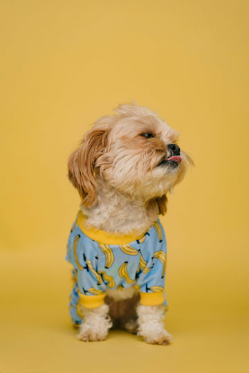 Why Your Pet’s Play Personality Matters (And Why We Take It Seriously at Every Tail)