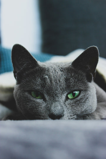 5 Signs Your Cat Is a Shikar