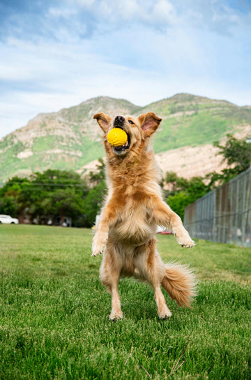 5 Signs Your Dog Is an Olympian