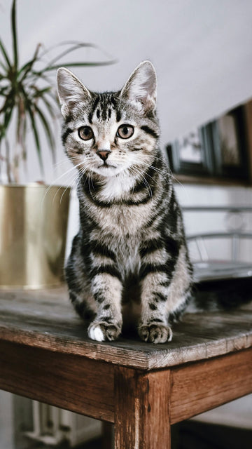 How to Keep Your Indoor Cat Happy, Curious & Enriched