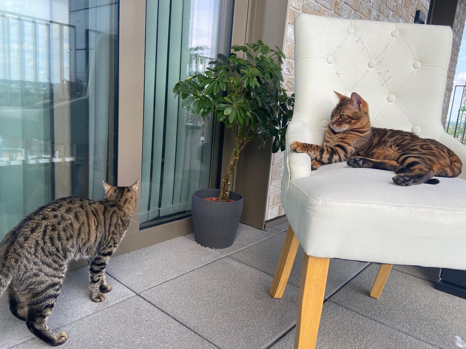 What-About-High-Energy-Cats Every Tail