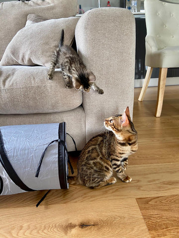 Big Fun, Small Shift: A Free and Easy Cat Enrichment Tip