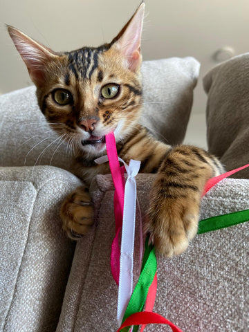 Why High-Energy Cats Get Bored of Toys Quickly — And What You Can Do About It