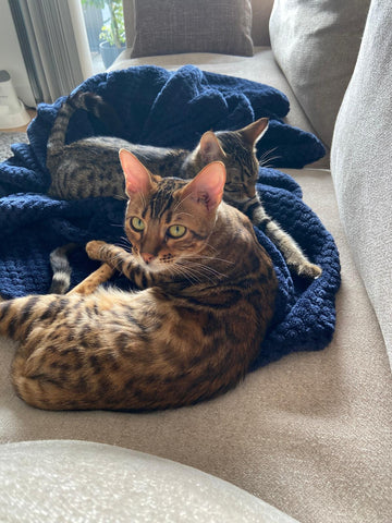 High-Energy Cats: Lessons from Living with Bengals