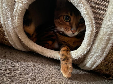 The Best Enrichment for Bengal Cats: Thoughtful Play for Busy, Brilliant Minds