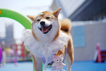 Every Tail in the Community: Supporting House of Keeva’s Fun Dog Show 💛