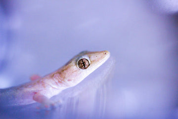 Scent Trails for Reptiles: An Underused Form of Enrichment