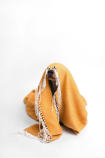 How to play with your dog: A Vet’s Guide to Better Play and Wellbeing by Dr Rebecca MacMillan