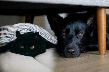 Enrichment for Anxious Dogs and Nervous Cats
