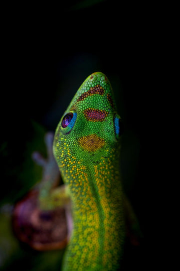 Beyond the Glass: Why Every Reptile Can Benefit from a Safe Exploration Space