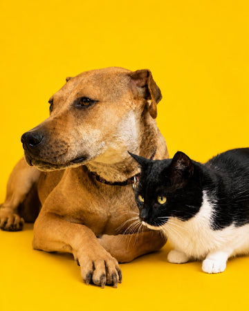 Beyond the Toy Box: How to Create a Texture Menu for Your Dog or Cat