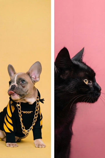 The Hidden Psychology of Play: Why Your Pet Does What They Do