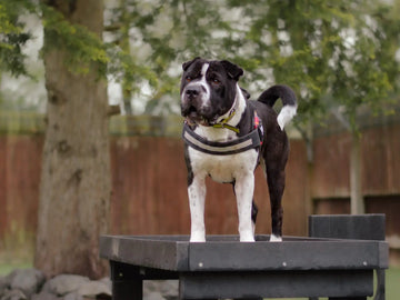 🖤 For This Black Friday, We Sponsored Zeus