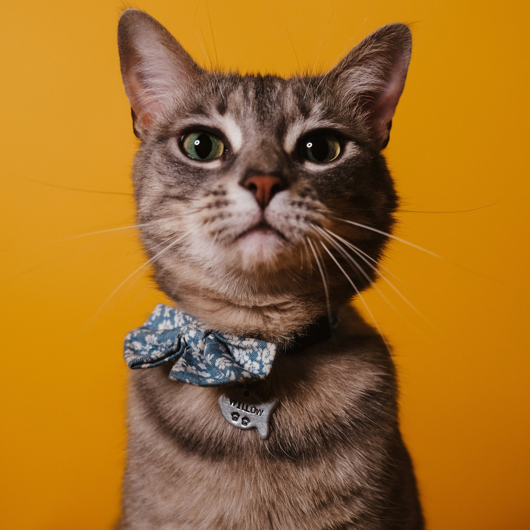 5 Signs Your Cat is a Sophisticat