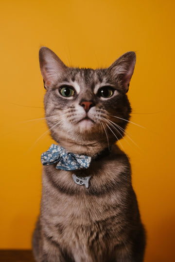 5 Signs Your Cat is a Sophisticat