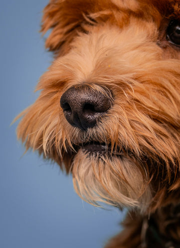 Why Nosework Can Tire Your Dog Out—Whatever Their Play Personality