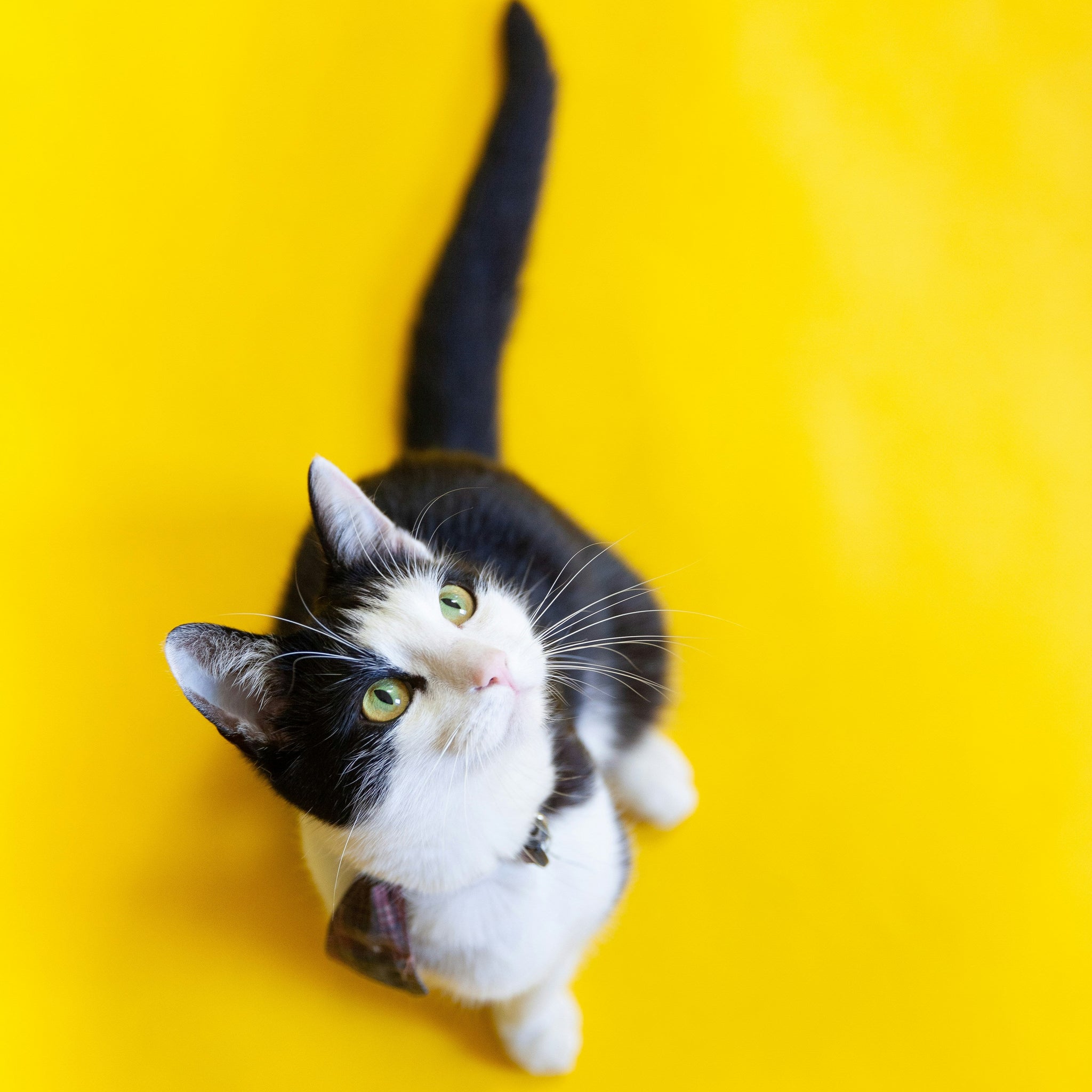 5 Signs Your Cat is an Adventurer