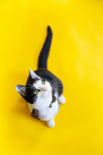 5 Signs Your Cat is an Adventurer