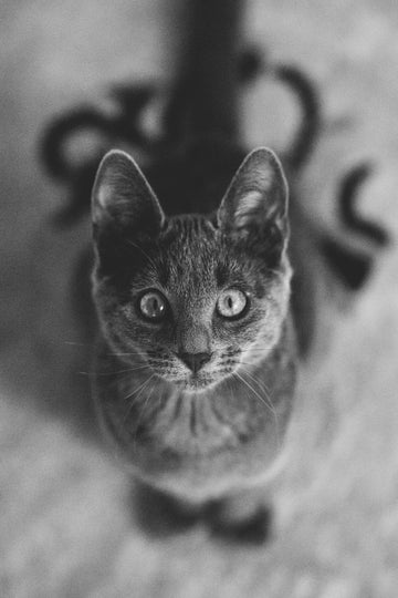 Catnip, Silvervine & Scent Enrichment: Why Some Cats Go Wild for It