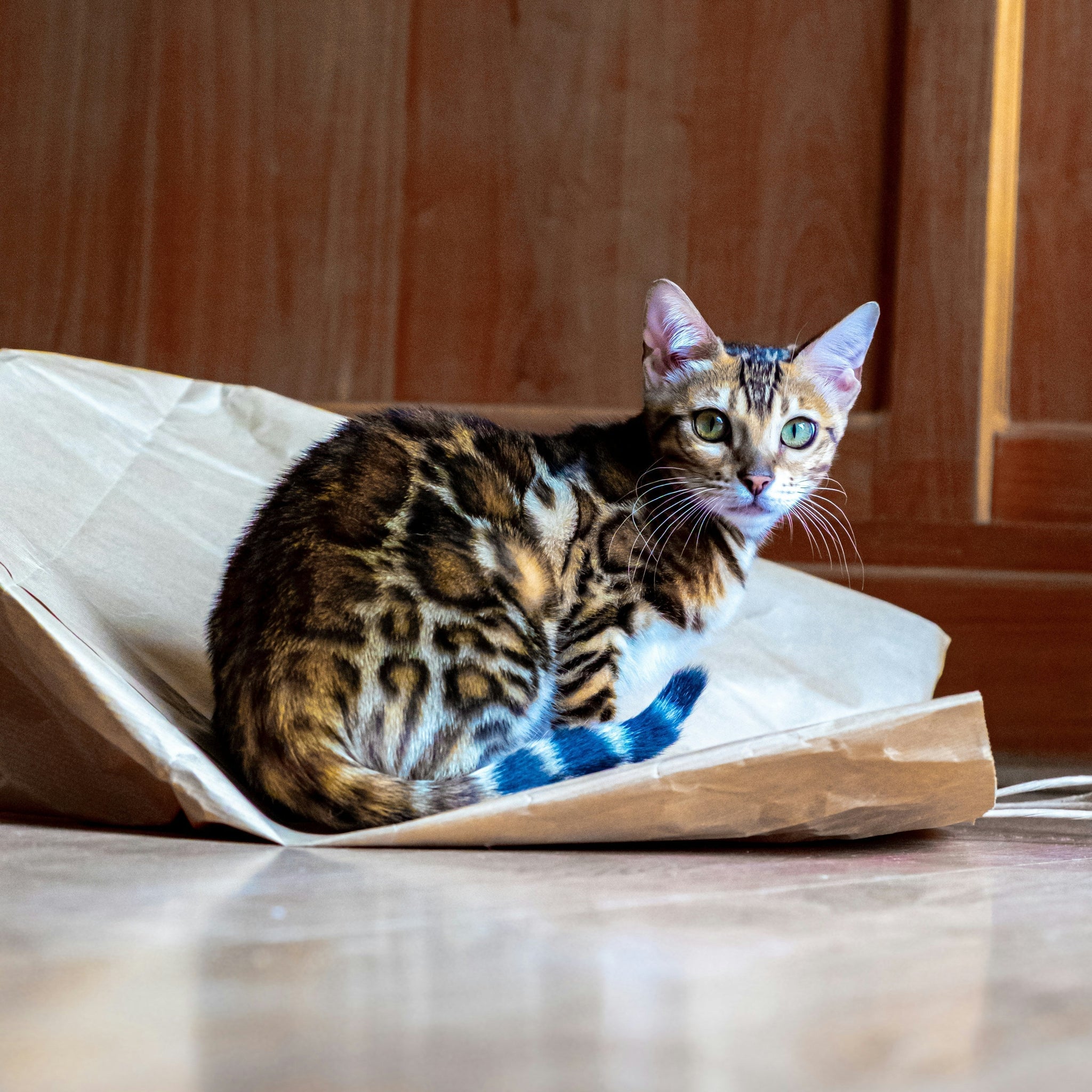 Small-Space-Big-Play-The-Best-Cat-Toys-for-Apartment-Living Every Tail