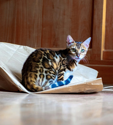 Small-Space-Big-Play-The-Best-Cat-Toys-for-Apartment-Living Every Tail