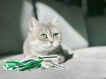 How to Keep Your Indoor Cat Happy, Curious & Enriched