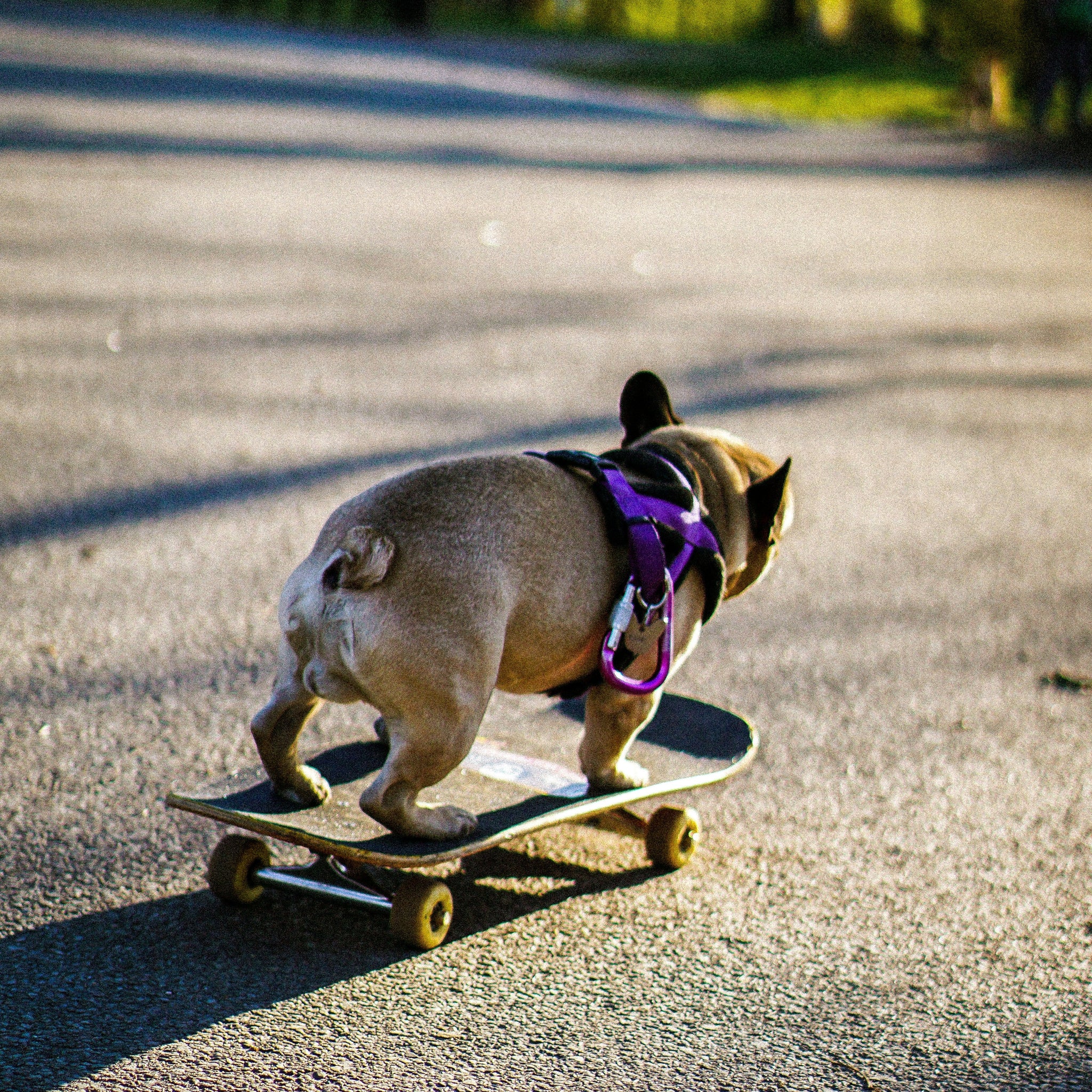 5 Signs You’re Raising a Trailblazer (and Not Just a Dog)
