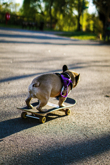 5 Signs You’re Raising a Trailblazer (and Not Just a Dog)