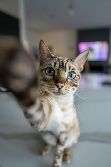 This 5-Minute Box Puzzle Will Become Your Cat’s New Obsession