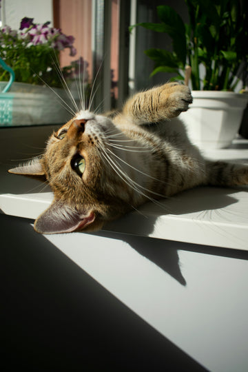 Sun Patches & Catnip: A Simple Way to Enrich Your Cat This Spring
