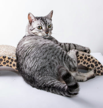 How to Play With Your Cat: A Vet’s Guide to Better Play and Wellbeing by Dr Rebecca MacMillan