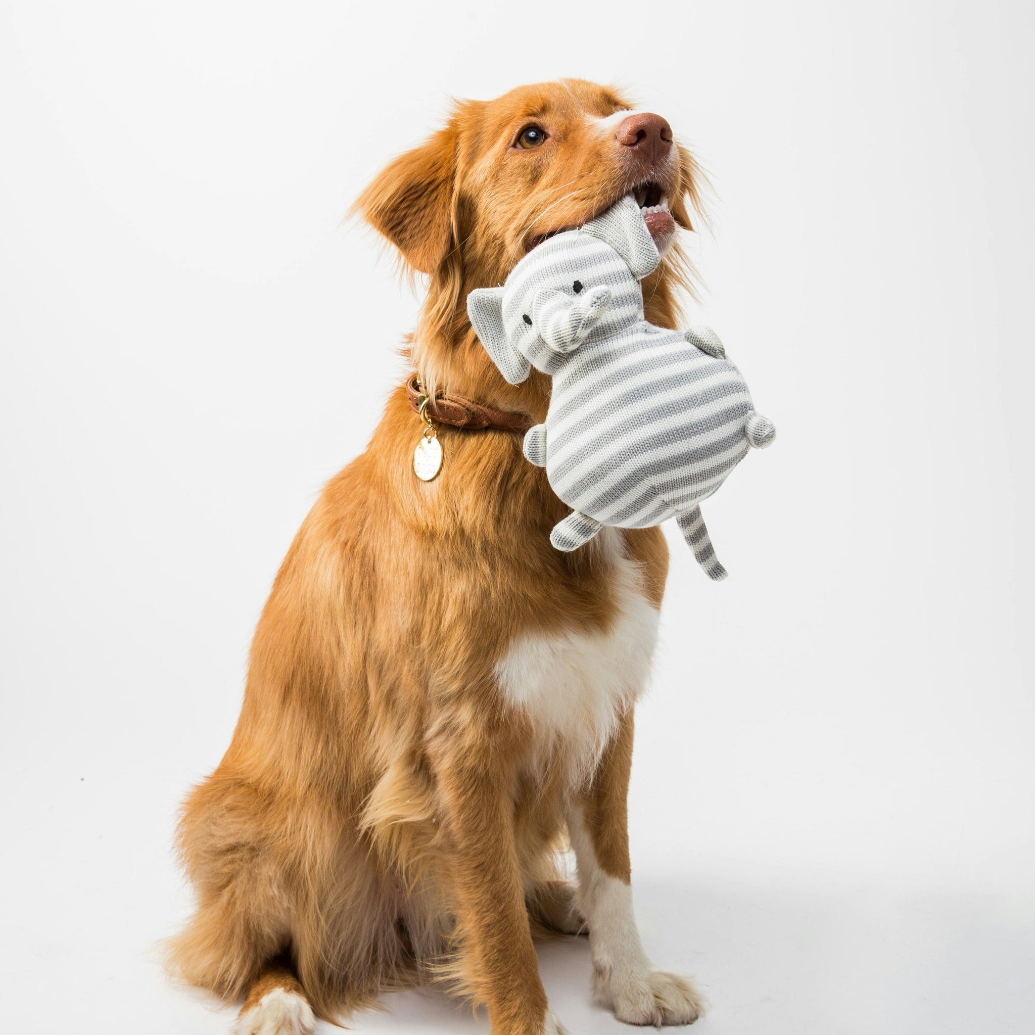Let-s-Talk-Play-Personalities Every Tail
