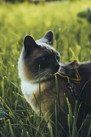 Harness Training Your Cat This Spring: A Gentle Way to Explore the Outdoors