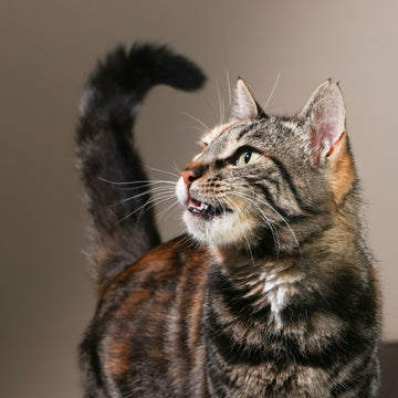Why Some Cats Play Fetch: A Shikar’s Guide to the Chase
