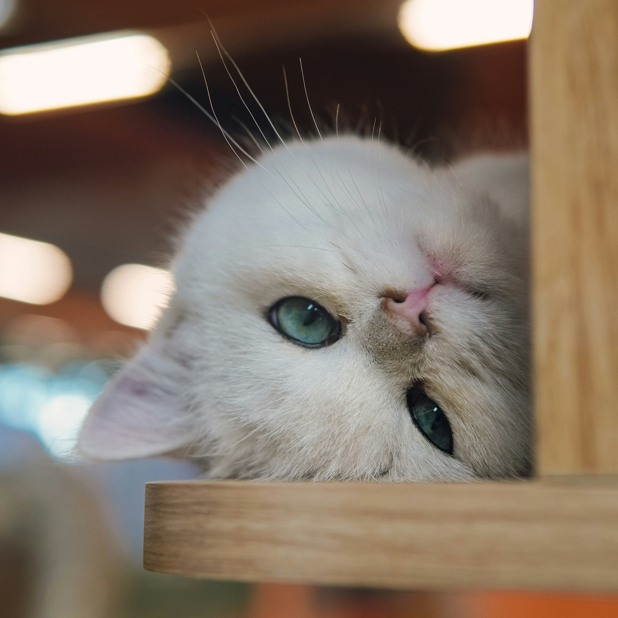 A Play Routine for High-Energy Cats (That Fits Into Your 9–5)