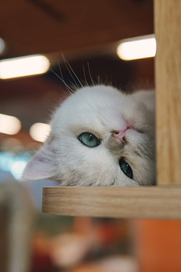 A Play Routine for High-Energy Cats (That Fits Into Your 9–5)