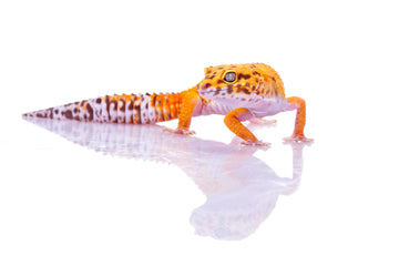 5 Signs Your Reptile Is an Ambusher