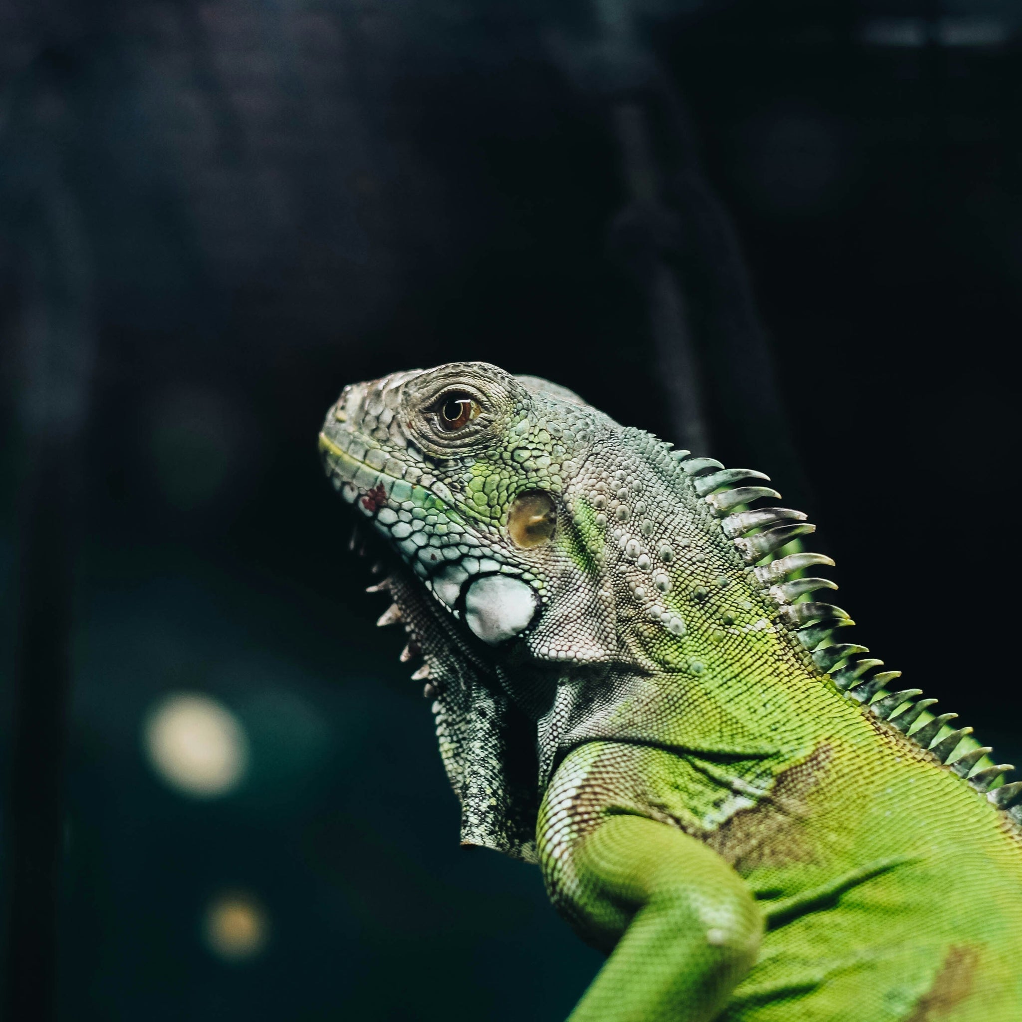 The Thinking Animal: The Silent Thinker — How Reptiles Communicate Without Sound