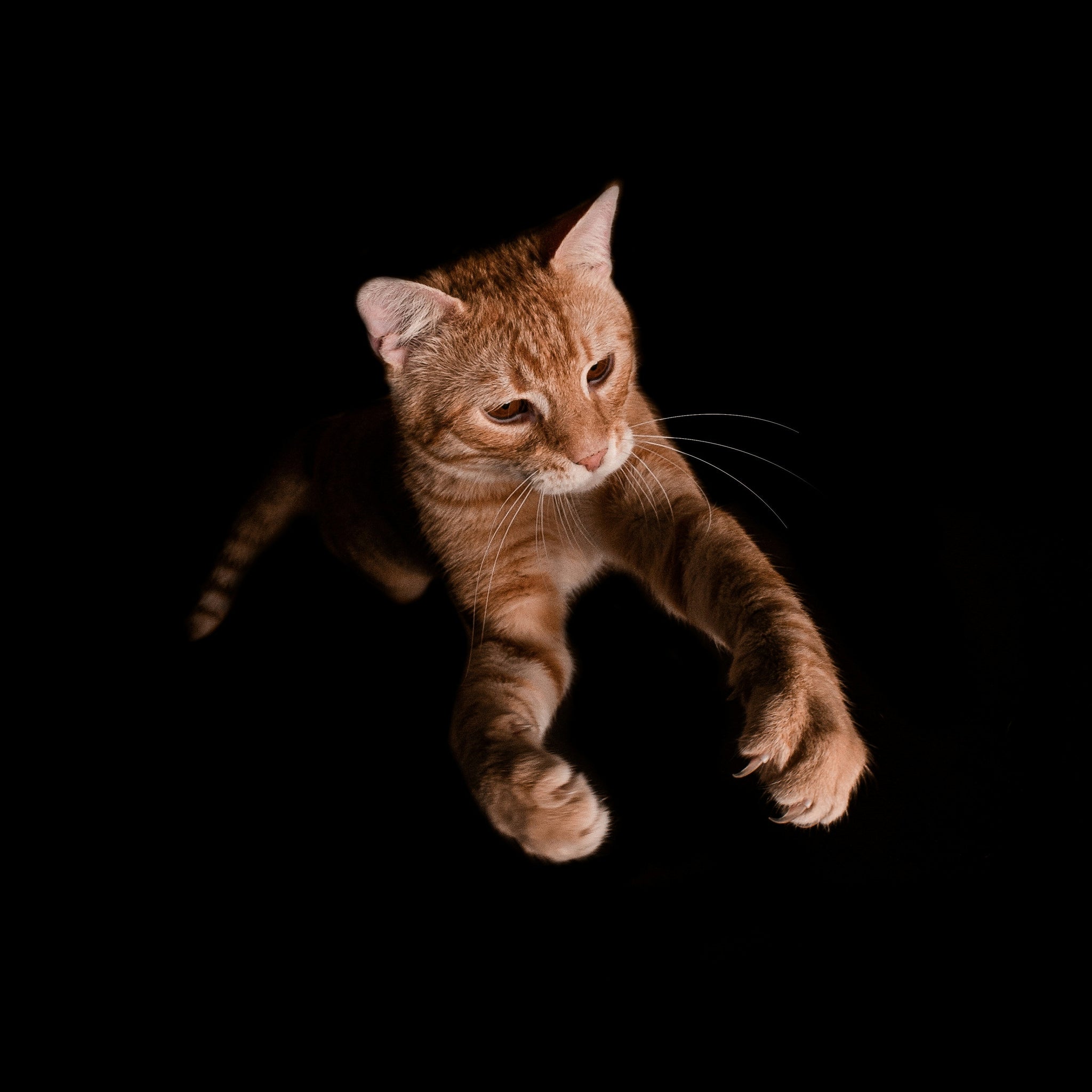 5-Signs-Your-Cat-Is-an-Acrobat Every Tail