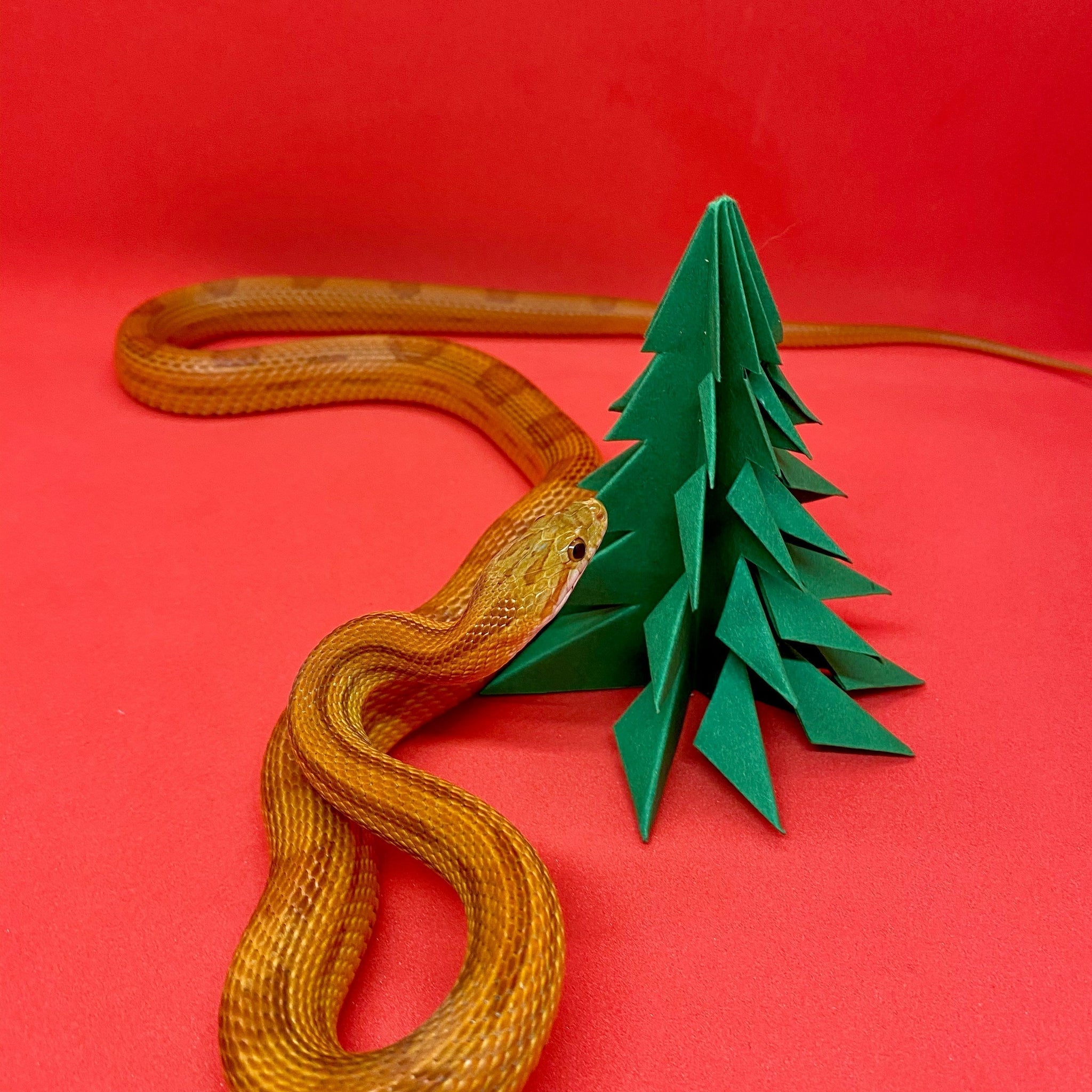 Climbing Higher: A DIY Activity Tree for Arboreal Reptiles
