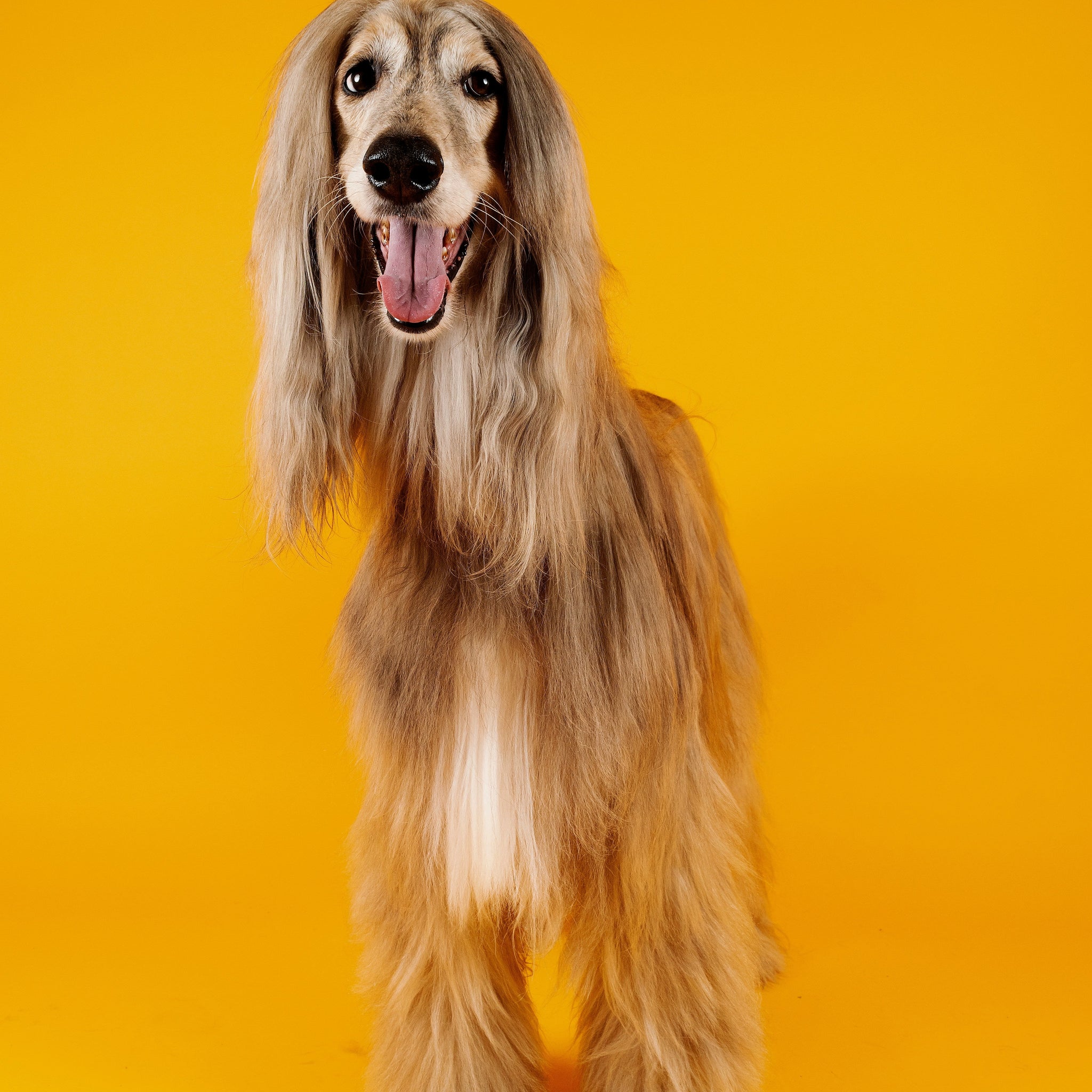 The Thinking Animal: How Mental Enrichment Shapes a Smarter, Happier Pup