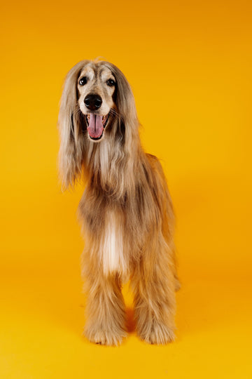 The Thinking Animal: How Mental Enrichment Shapes a Smarter, Happier Pup
