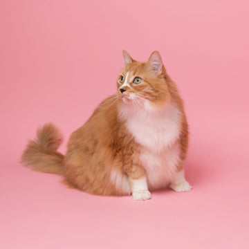 How to Enrich Life for Cats in Small Spaces ✨