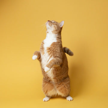 The 4 Play Personalities: How to Spot Your Cat’s Play Style