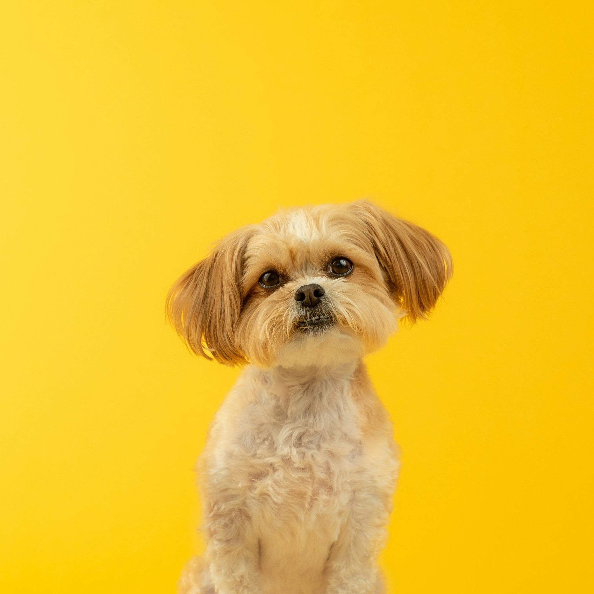 Why We Curate Globally and How It Benefits Our Pets