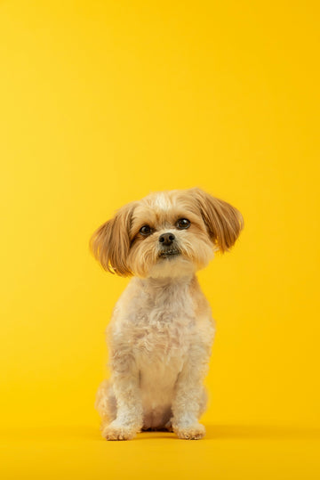 Why We Curate Globally and How It Benefits Our Pets