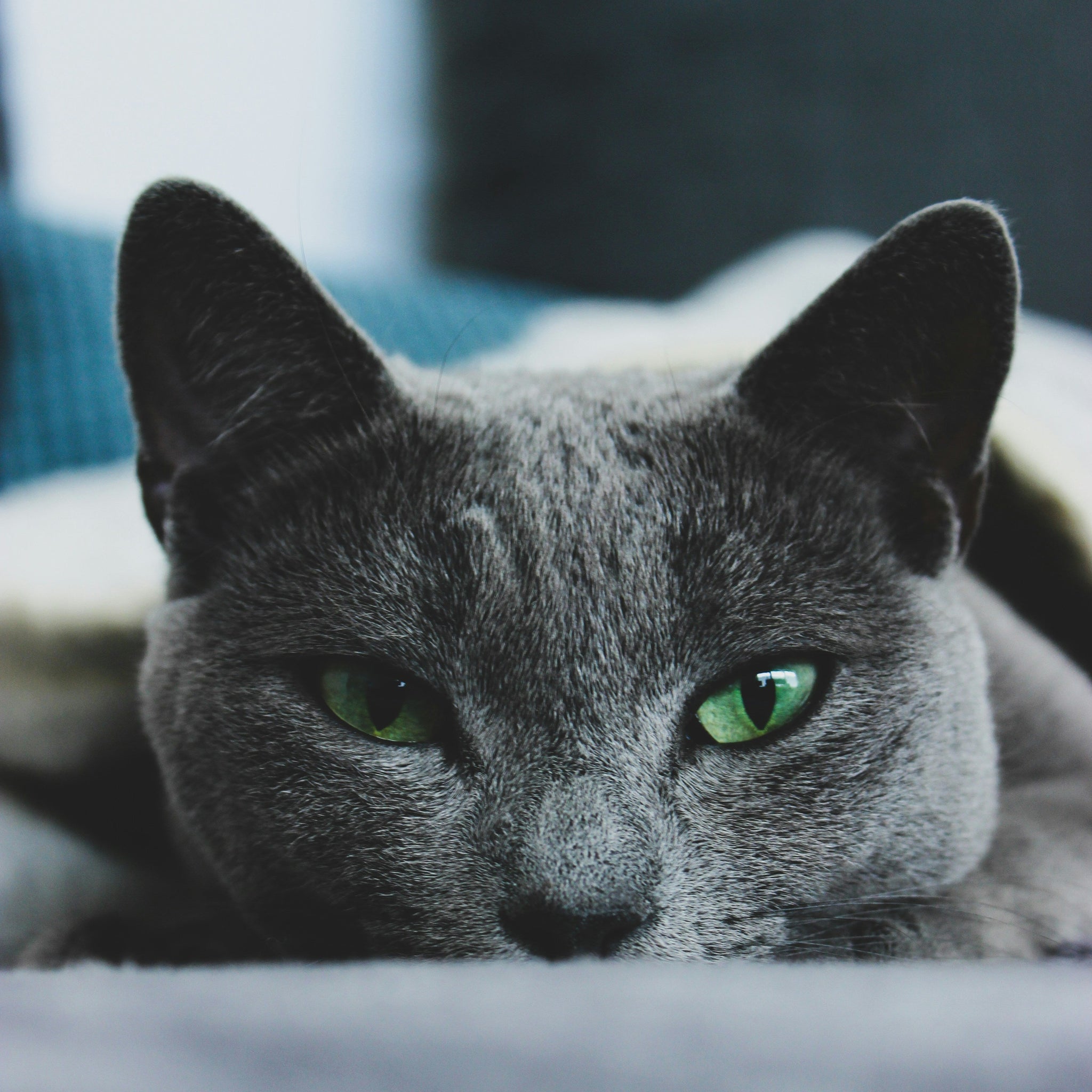 5 Signs Your Cat Is a Shikar