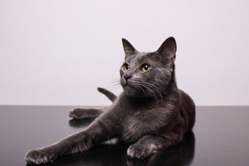 The Thinking Animal: A Look at Cat’s Hunting Instincts
